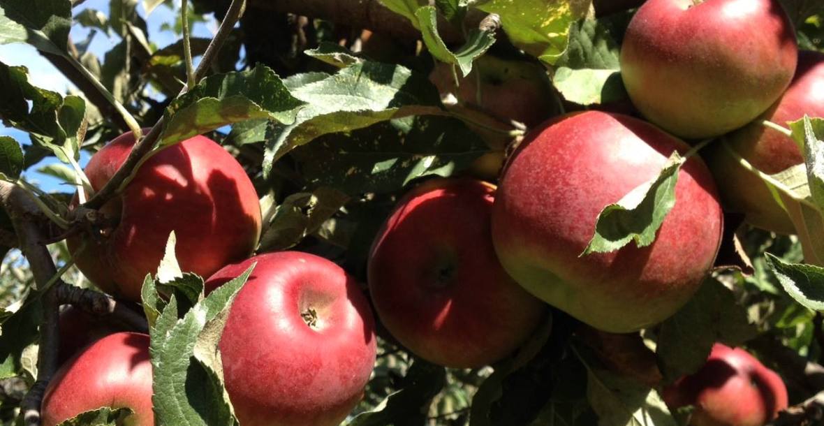 Pick Your Own Apples at Pine Crest Orchard, Bilpin NSW